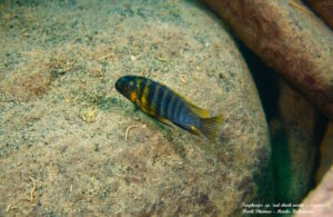 Tropheops sp. 'red cheek north' Ngwasi